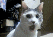 Surprised cat gif.